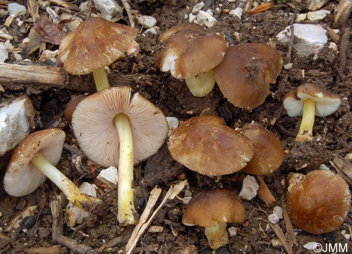 Pluteus romellii