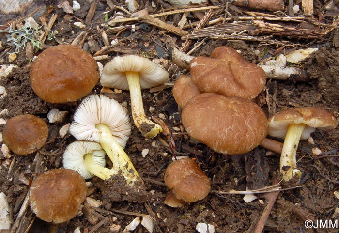 Pluteus romellii