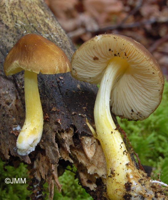 Pluteus romellii