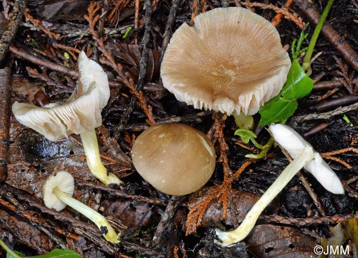 Pluteus romellii