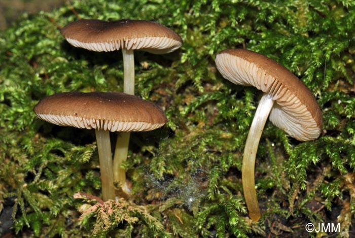 Pluteus romellii