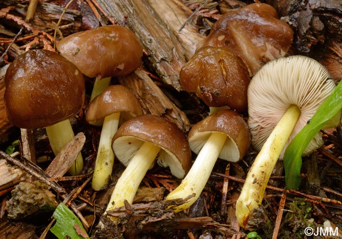 Pluteus romellii