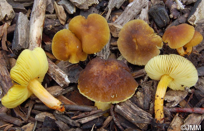 Pluteus romellii