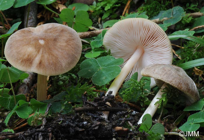 Pluteus roseipes