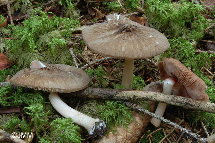 Pluteus roseipes