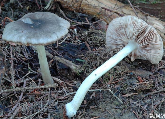 Pluteus salicinus