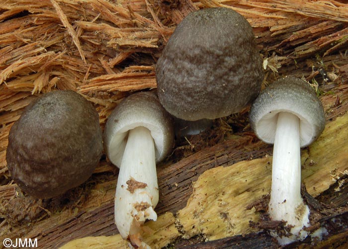 Pluteus salicinus