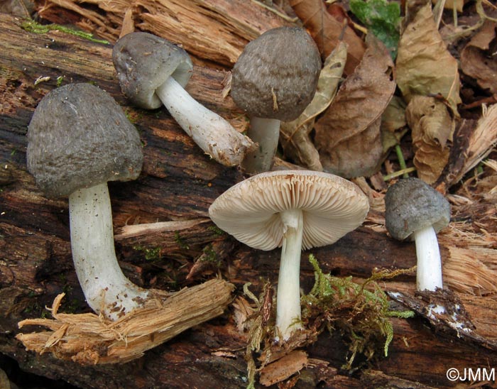 Pluteus salicinus