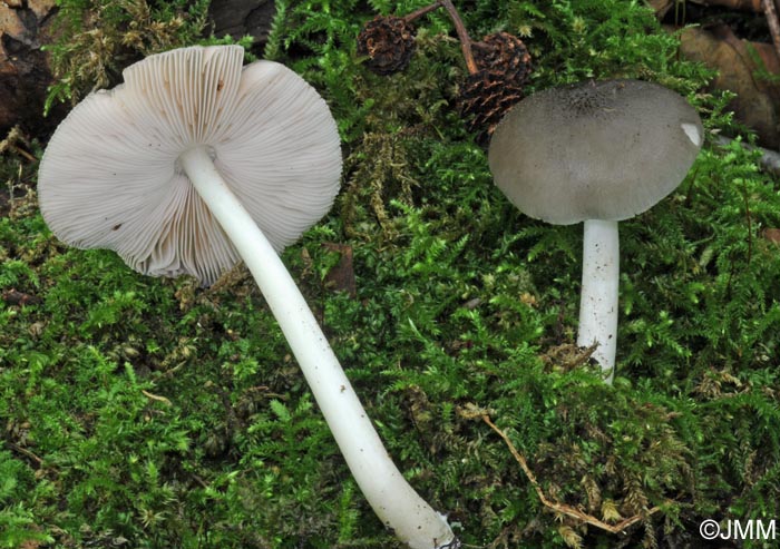 Pluteus salicinus