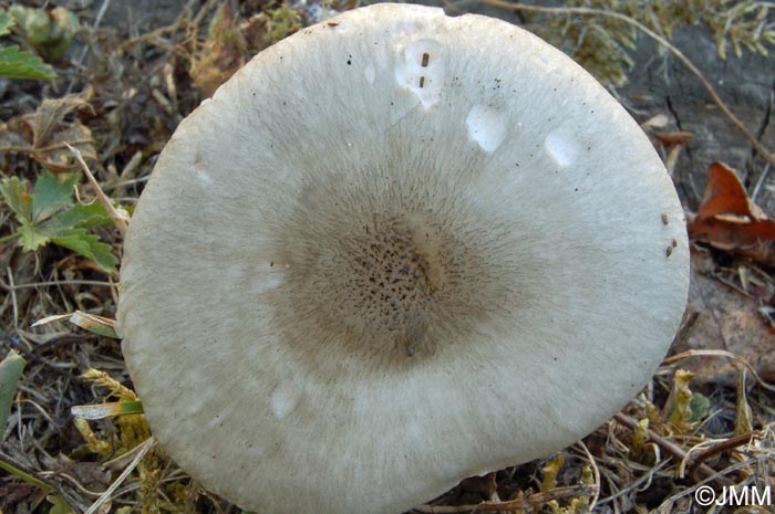 Pluteus salicinus