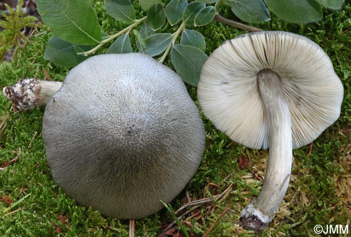 Pluteus salicinus
