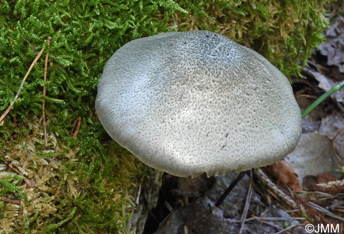 Pluteus salicinus