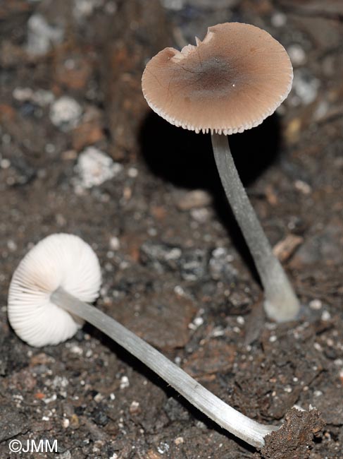 Pluteus satur