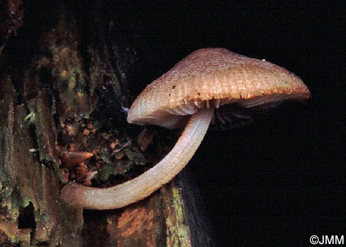 Pluteus seticeps = Pluteus minutissimus