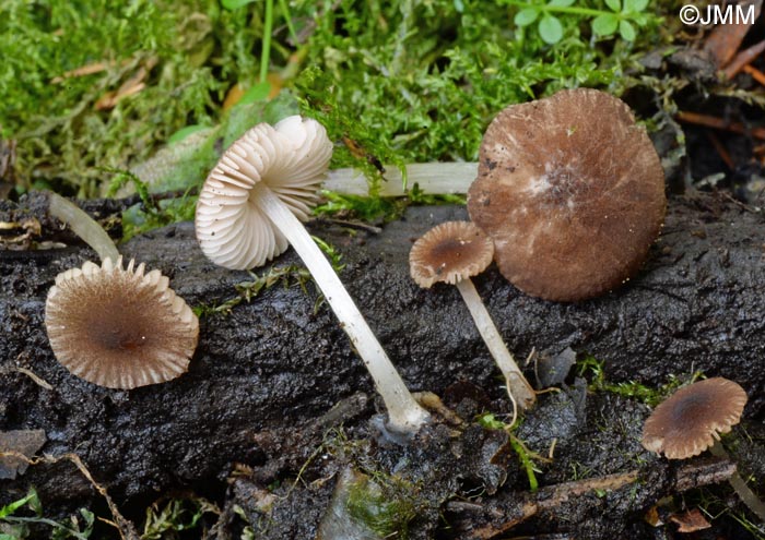 Pluteus seticeps = Pluteus minutissimus