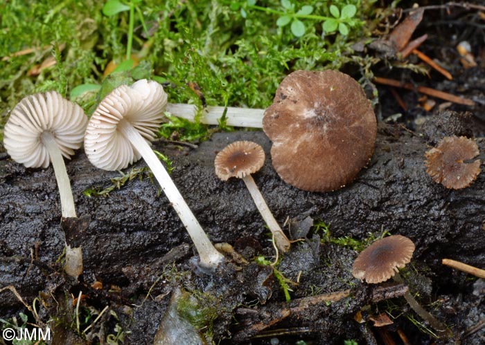 Pluteus seticeps = Pluteus minutissimus