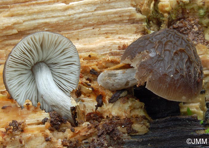 Pluteus thomsonii