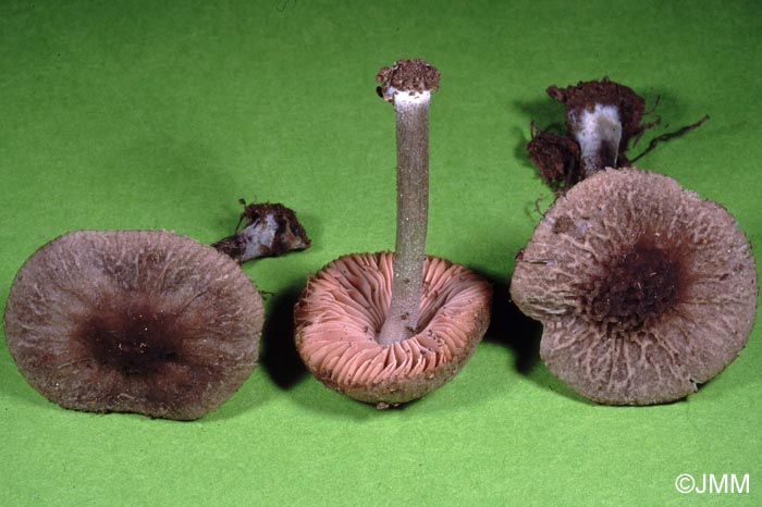 Pluteus thomsonii