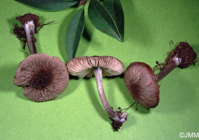 Pluteus thomsonii