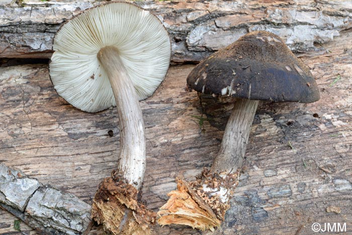 Pluteus tricuspidatus = Pluteus atromarginatus = Pluteus nigrofloccosus