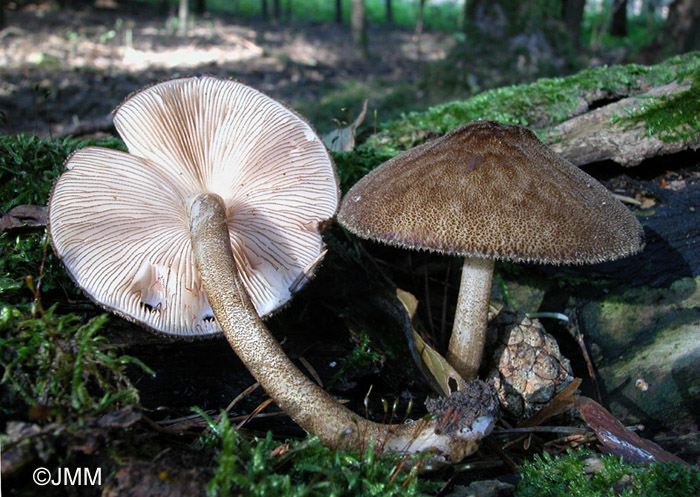 Pluteus umbrosus