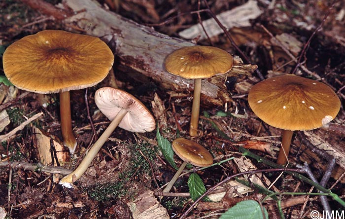 Pluteus variabilicolor