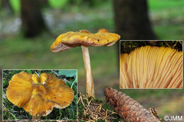 Pluteus variabilicolor