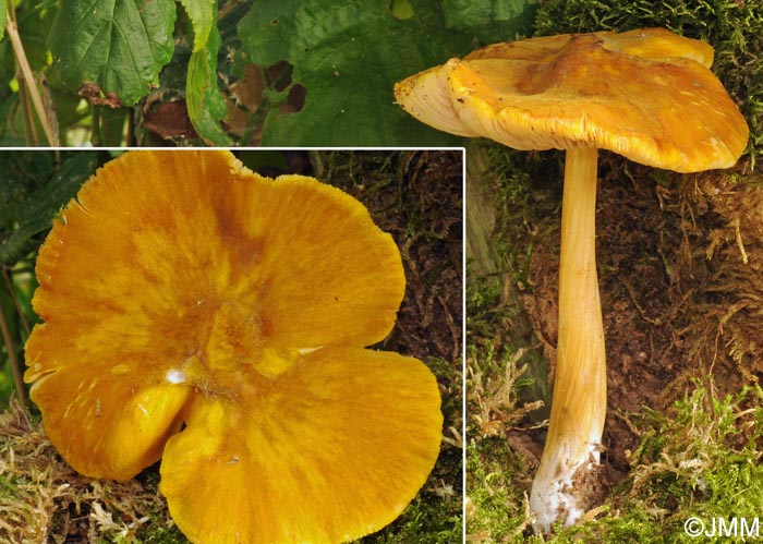 Pluteus variabilicolor