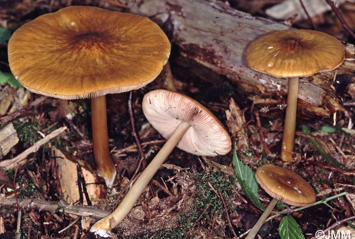 Pluteus variabilicolor