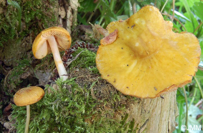 Pluteus variabilicolor