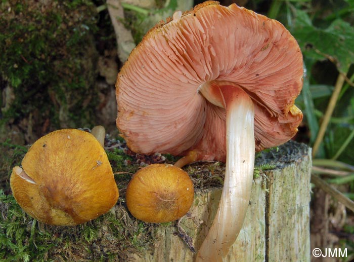 Pluteus variabilicolor