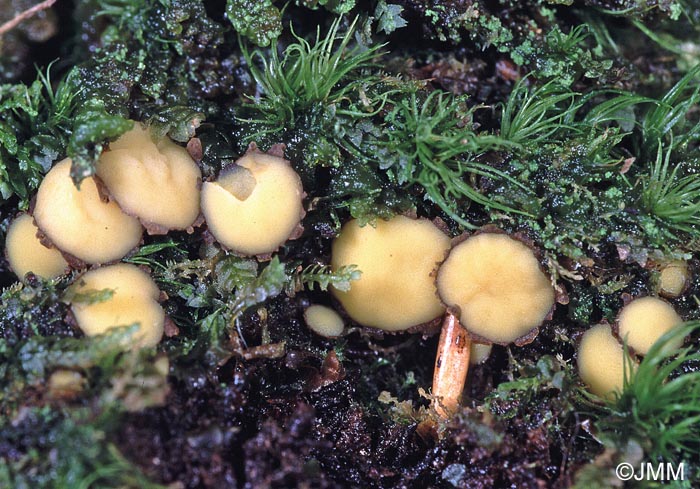 Podophacidium xanthomelum