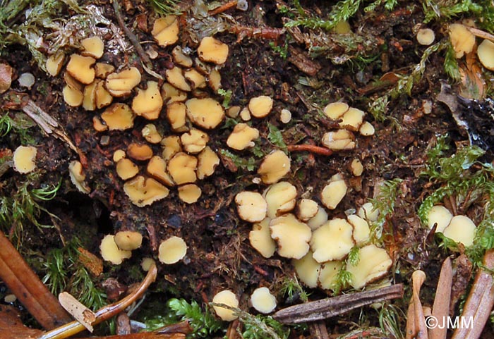 Podophacidium xanthomelum