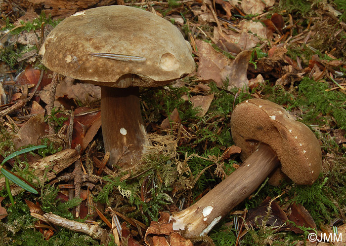 Porphyrellus porphyrosporus