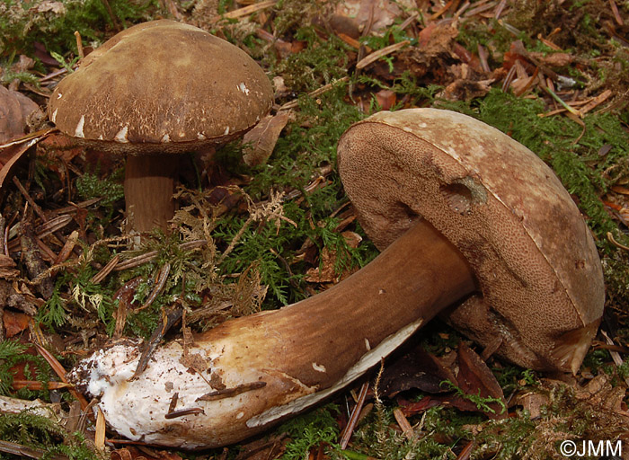 Porphyrellus porphyrosporus