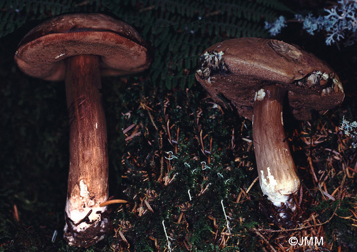 Porphyrellus porphyrosporus