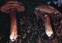 Porphyrellus porphyrosporus