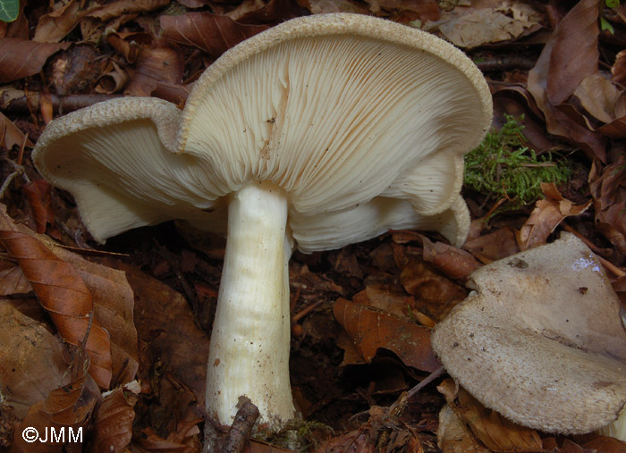 Porpoloma spinulosum