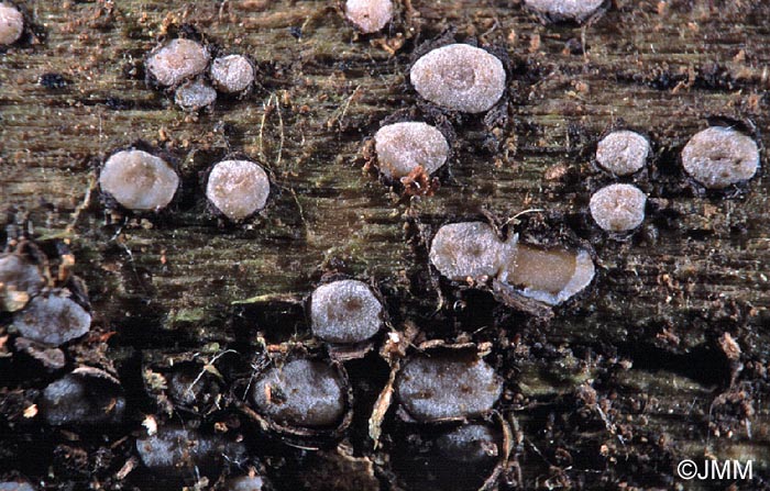 Propolis versicolor var. betulae = Propolis betulae