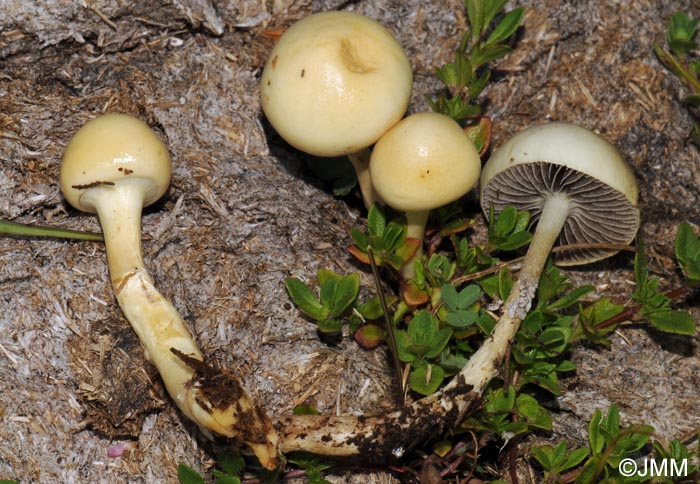 Stropharia semiglobata = Protostropharia semiglobata