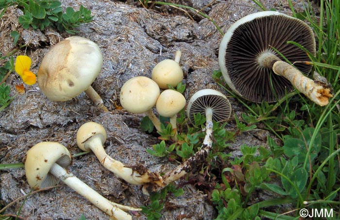 Stropharia semiglobata = Protostropharia semiglobata