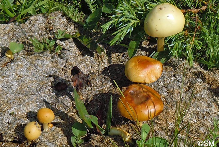 Stropharia semiglobata = Protostropharia semiglobata