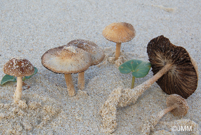 Psathyrella ammophila