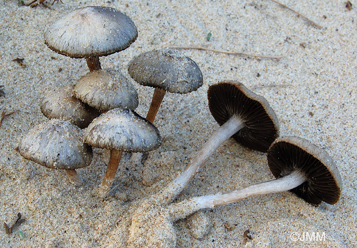 Psathyrella ammophila