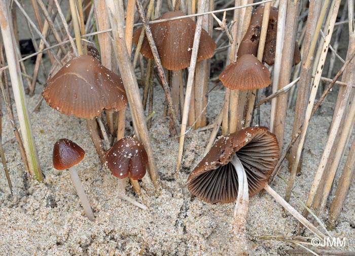 Psathyrella ammophila