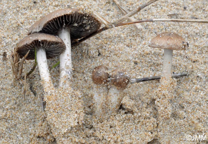 Psathyrella ammophila