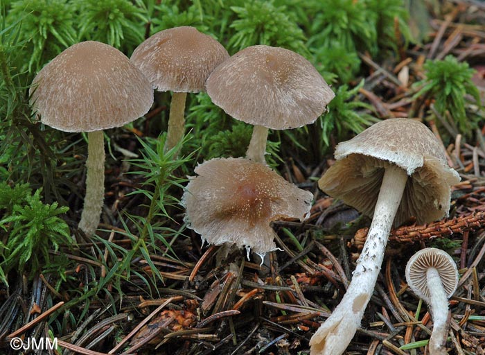 Psathyrella artemisiae