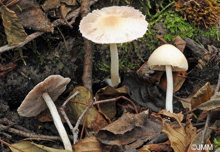 Psathyrella candolleana