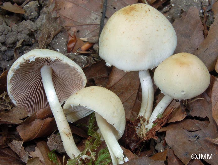 Psathyrella candolleana