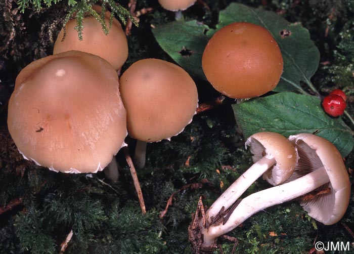 Psathyrella candolleana